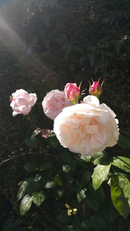 Mornington Bed & Breakfast Екстер'єр фото